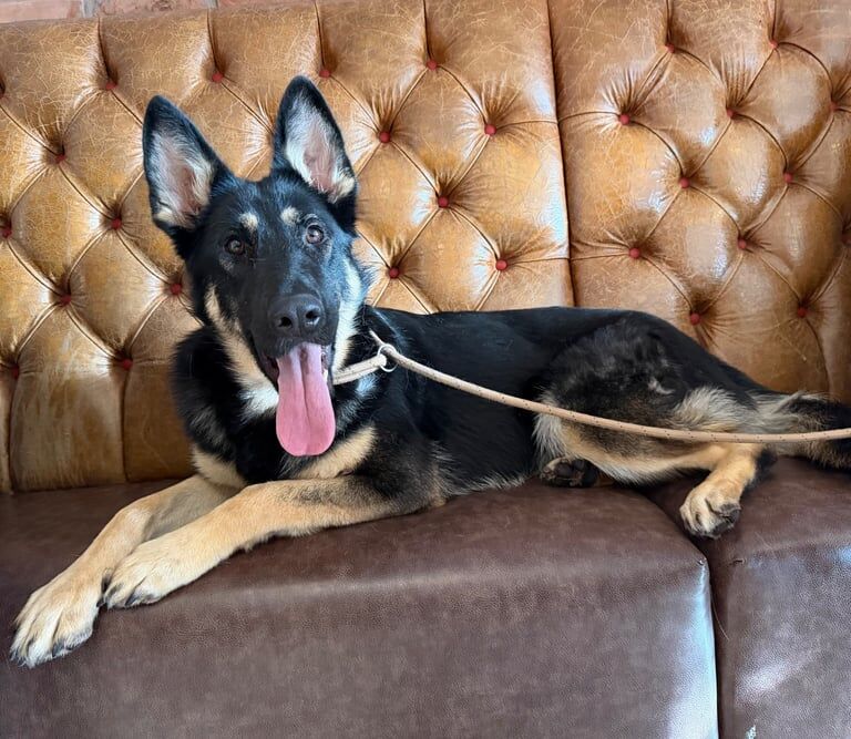 German Shepherd puppies for sale in Blythe Bridge, Staffordshire – KC registered, 1 year old