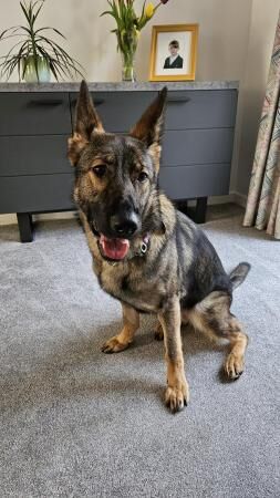 German Shepherd puppies for sale in Market Drayton, Shropshire – 3 years old - Image 1 of 5