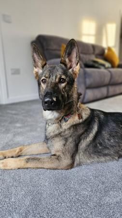 German Shepherd puppies for sale in Market Drayton, Shropshire – 3 years old - Image 2 of 5