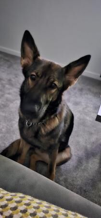 German Shepherd puppies for sale in Market Drayton, Shropshire – 3 years old - Image 3 of 5