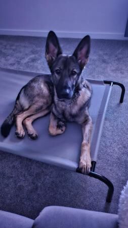 German Shepherd puppies for sale in Market Drayton, Shropshire – 3 years old - Image 4 of 5
