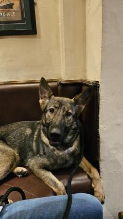 German Shepherd puppies for sale in Market Drayton, Shropshire – 3 years old - Image 5 of 5