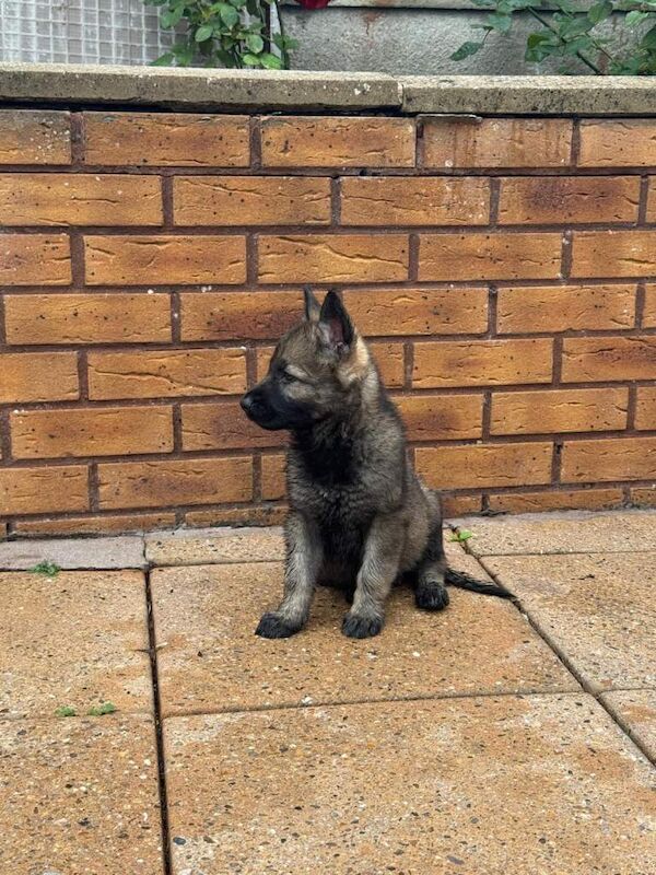Kennel Club Registered German Shepherd Puppies For Sale