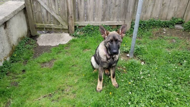 German Shepherd puppies for sale in Londonderry, County Londonderry – KC registered, 4 months old
