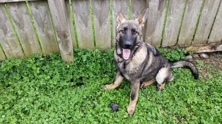 German Shepherd puppies for sale in Londonderry, County Londonderry – KC registered, 5 months old - Image 2 of 3