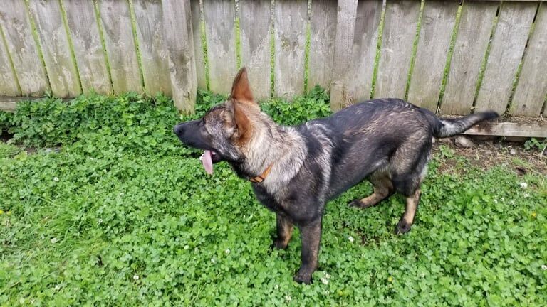 German Shepherd puppies for sale in Londonderry, County Londonderry – KC registered, 5 months old - Image 3 of 3