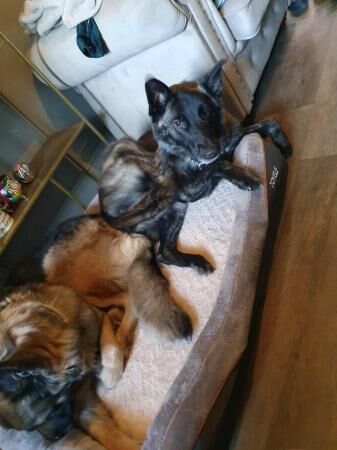 2 German shepherd bitch for sale in Holmfirth, West Yorkshire - Image 2