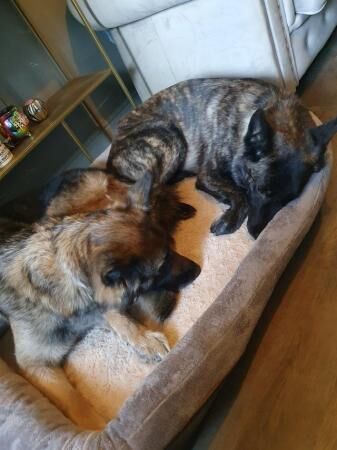 2 German shepherd bitch for sale in Holmfirth, West Yorkshire - Image 3