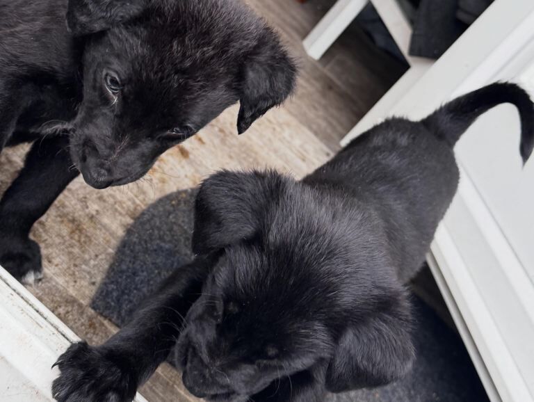 German Shepherd Puppies For Sale Under £1,000