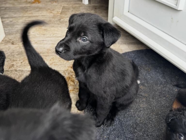 2 German Shepherd cross Pups - Image 2 of 6