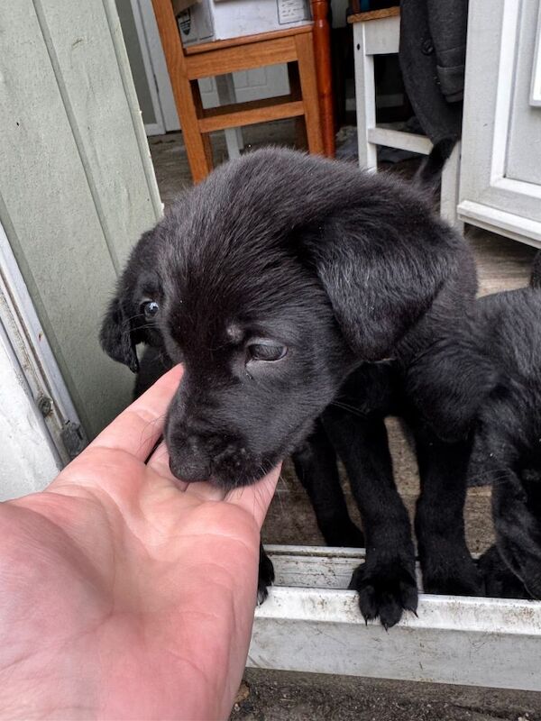 2 German Shepherd cross Pups - Image 3 of 6