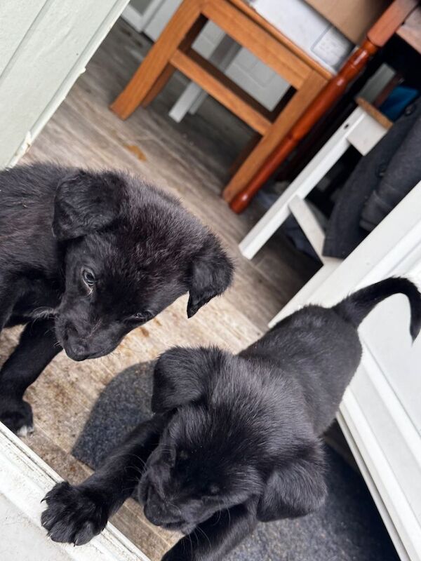 2 German Shepherd cross Pups - Image 4 of 6