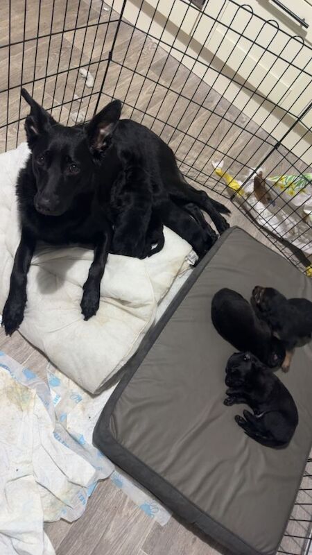 2 German Shepherd cross Pups - Image 6 of 6