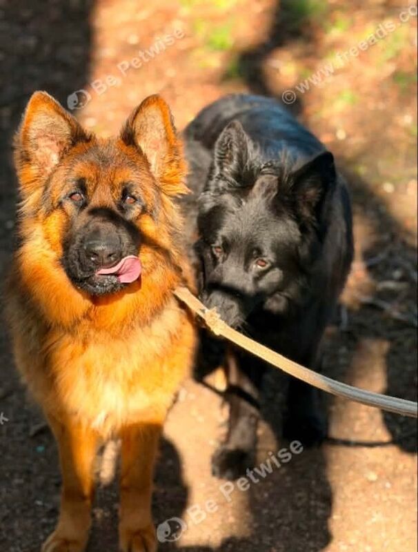 Kennel Club Registered German Shepherd Puppies For Sale