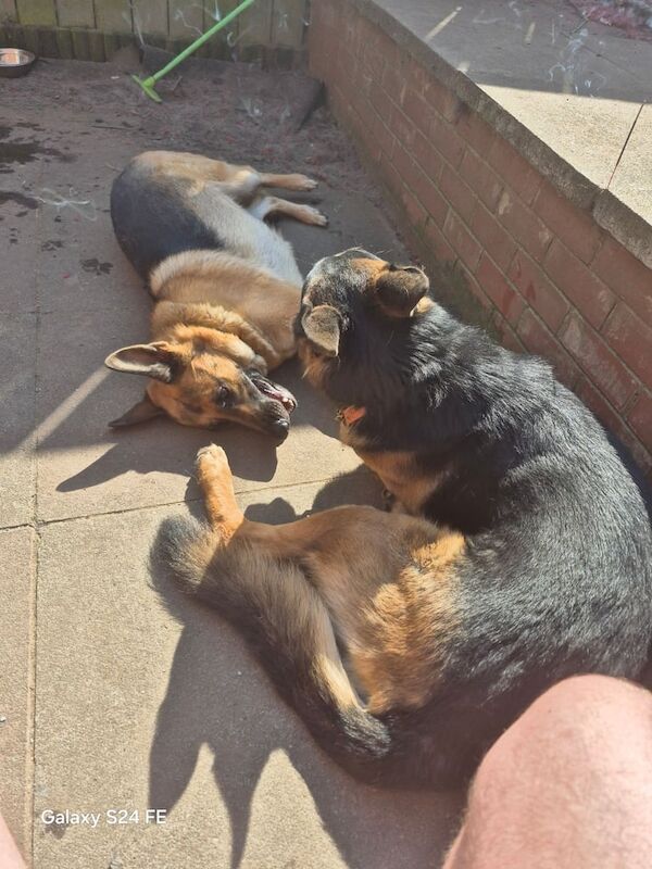German Shepherd puppies for sale in Belfast, County Antrim – 3 years old