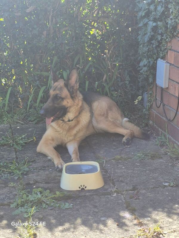 2 german shepherd's for rehoming - Image 2 of 3
