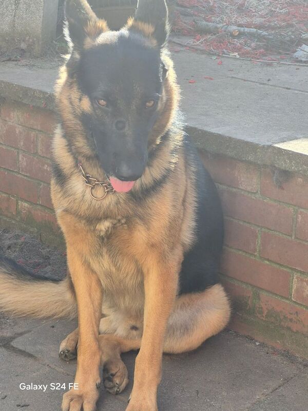 2 german shepherd's for rehoming - Image 3 of 3
