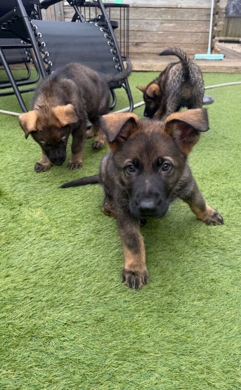 2 kc registered boys German shepherd available