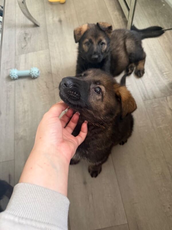 2 kc registered boys German shepherd available - Image 2 of 4