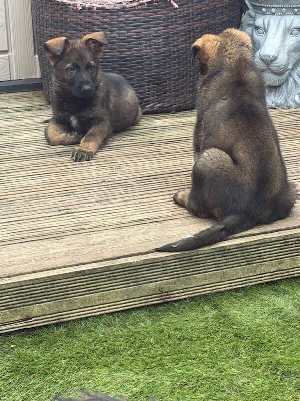 2 kc registered boys German shepherd available - Image 3 of 4