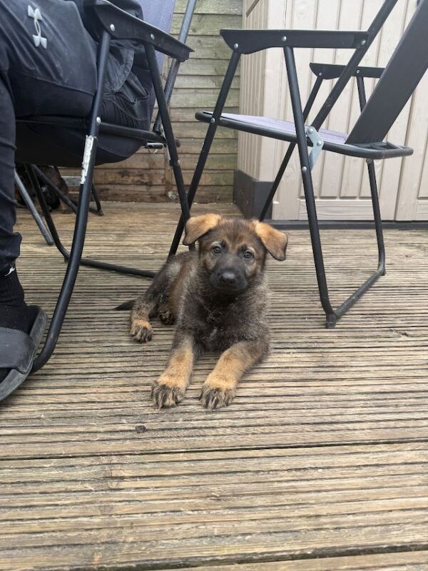 2 kc registered boys German shepherd available - Image 4 of 4