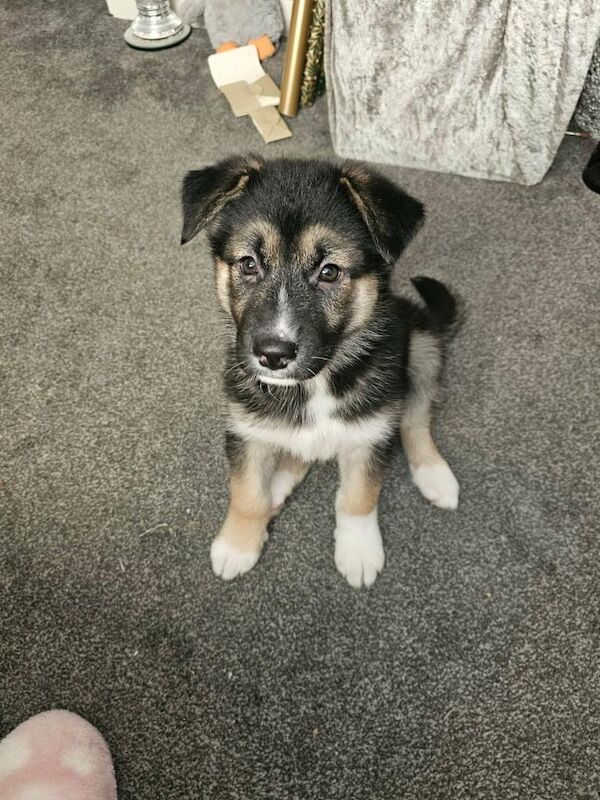 German Shepherd Puppies For Sale Under £1,000