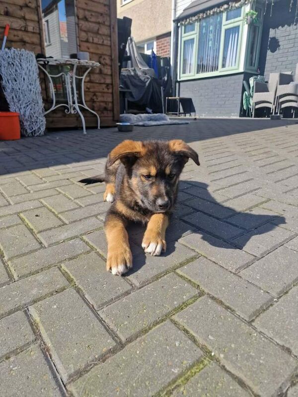 2 puppies for sale - Image 2 of 4