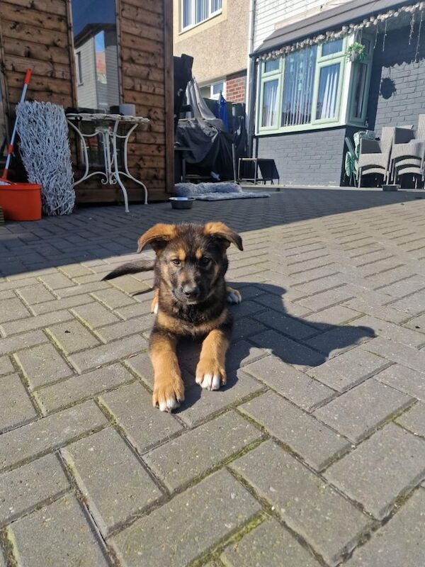 2 puppies for sale - Image 3 of 4