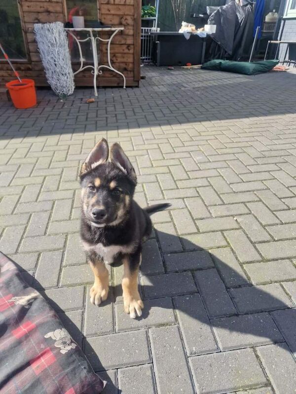 2 puppies for sale - Image 4 of 4