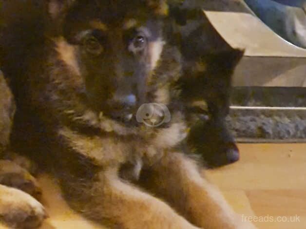 German Shepherd puppies for sale in Dukinfield, Manchester – 1 year old - Image 2 of 5