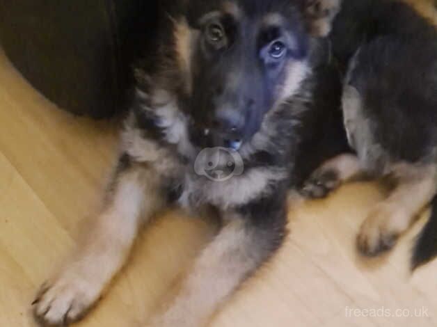 German Shepherd puppies for sale in Dukinfield, Manchester – 1 year old - Image 3 of 5