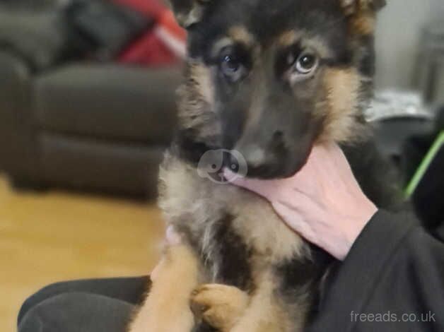 German Shepherd puppies for sale in Dukinfield, Manchester – 1 year old - Image 4 of 5
