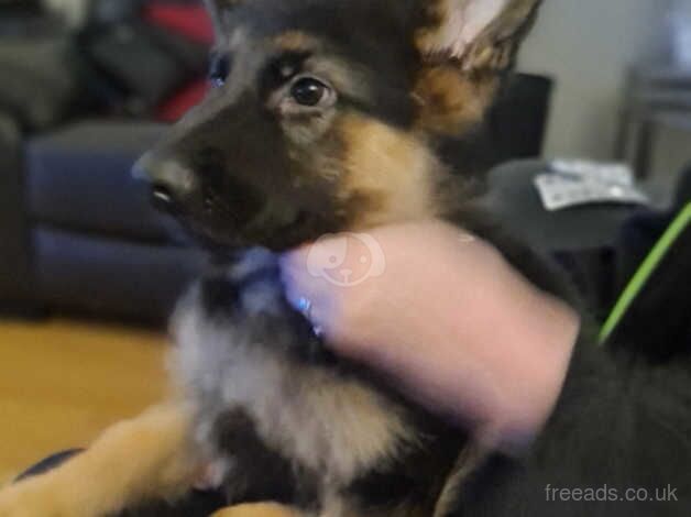 German Shepherd puppies for sale in Dukinfield, Manchester – 1 year old - Image 5 of 5