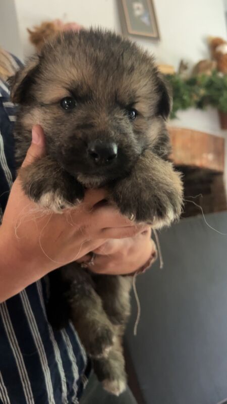 German Shepherd puppies for sale in Northamptonshire – 5 weeks old