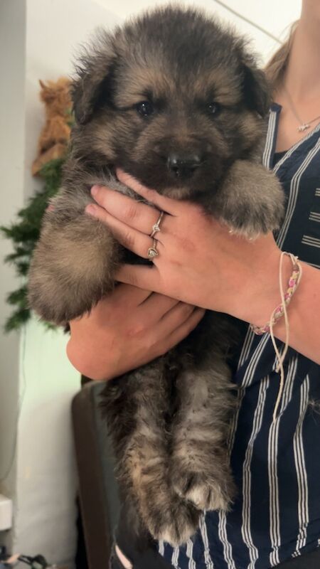 German Shepherd puppies for sale in Northamptonshire – 7 weeks old - Image 2 of 4