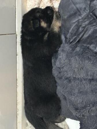 German Shepherd puppies for sale in Central Milton Keynes, Buckinghamshire – 1 year old - Image 2 of 5