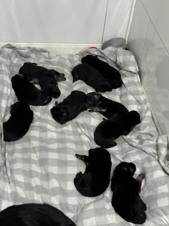 German Shepherd puppies for sale in Central Milton Keynes, Buckinghamshire – 1 year old - Image 3 of 5