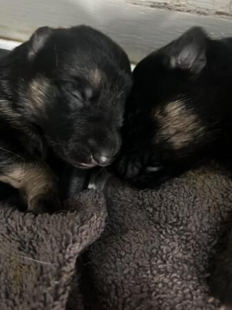 German Shepherd puppies for sale in Central Milton Keynes, Buckinghamshire – 1 year old - Image 5 of 5