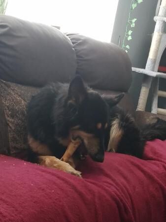 2 year old beautiful sweet girl nala - Image 3 of 5