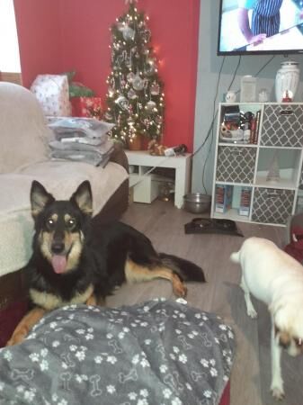 2 year old beautiful sweet girl nala - Image 4 of 5