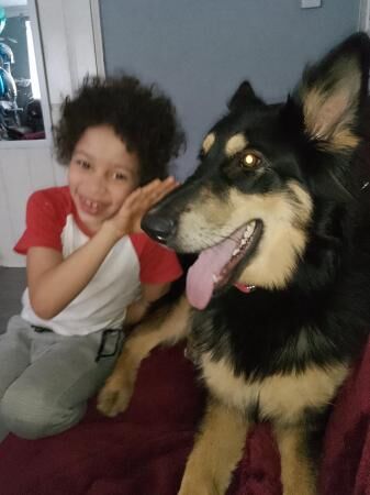 2 year old beautiful sweet girl nala - Image 5 of 5