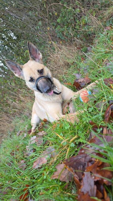 German Shepherd Puppies For Sale