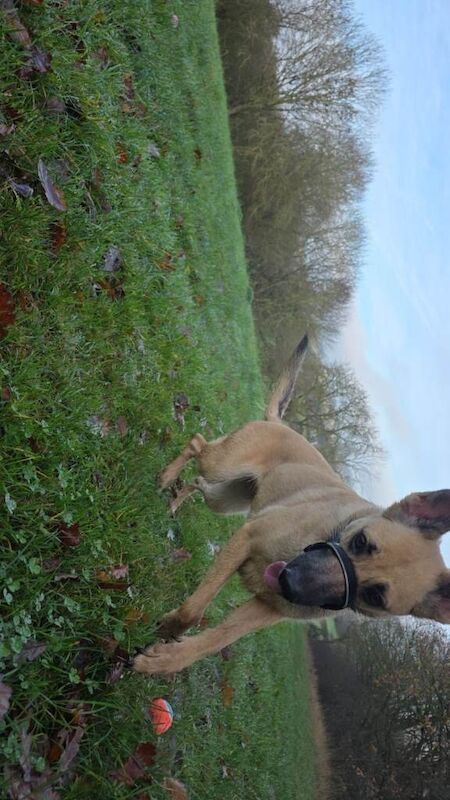 German Shepherd puppies for sale in Nuneaton, Warwickshire – 2 years old - Image 2 of 4