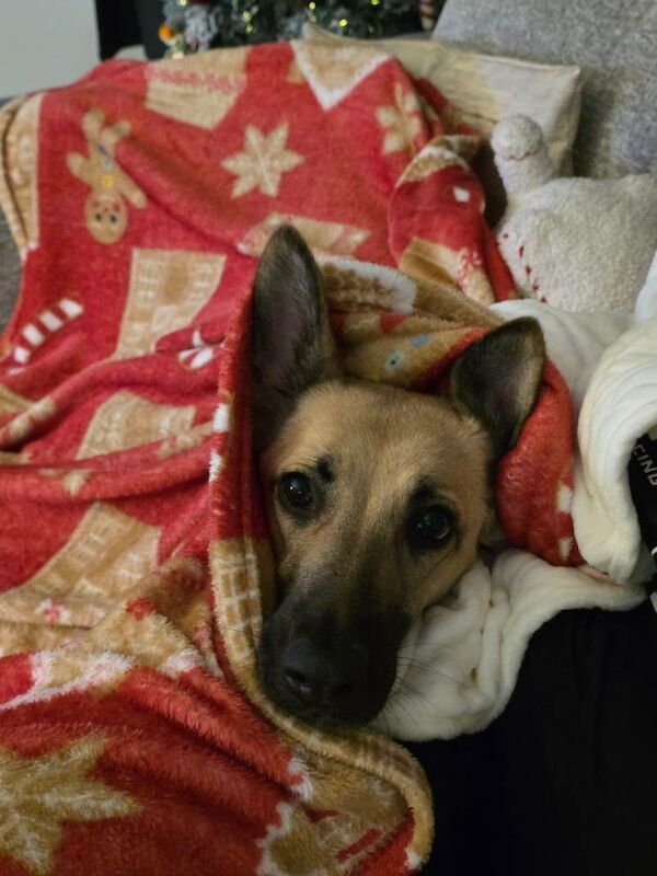 German Shepherd puppies for sale in Nuneaton, Warwickshire – 2 years old - Image 3 of 4