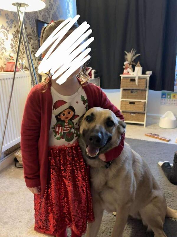 German Shepherd puppies for sale in Nuneaton, Warwickshire – 2 years old - Image 4 of 4