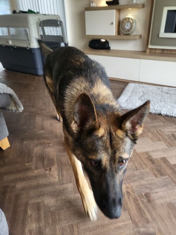 German Shepherd puppies for sale in Lancashire – KC registered, 2 minutes old
