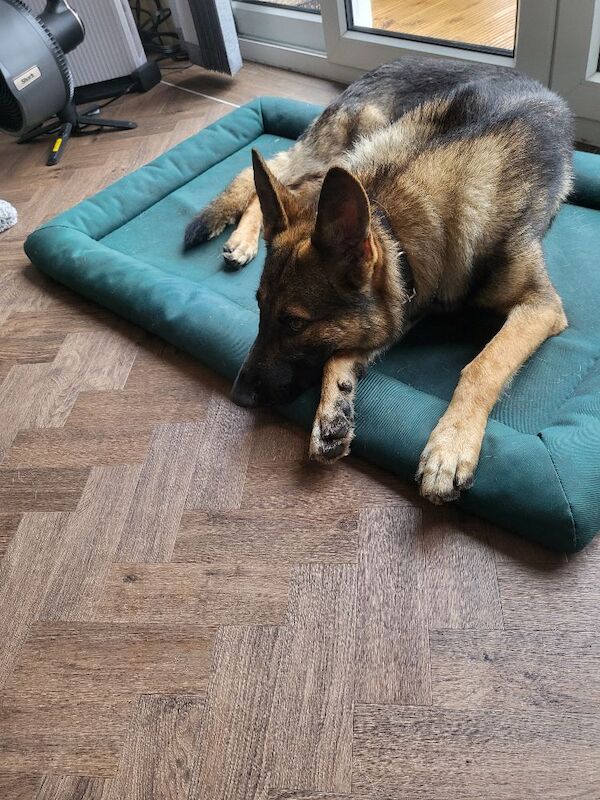2 year old german shephard - Image 2 of 3