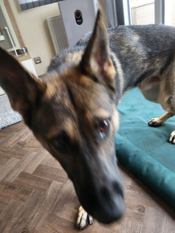 2 year old german shephard - Image 3 of 3