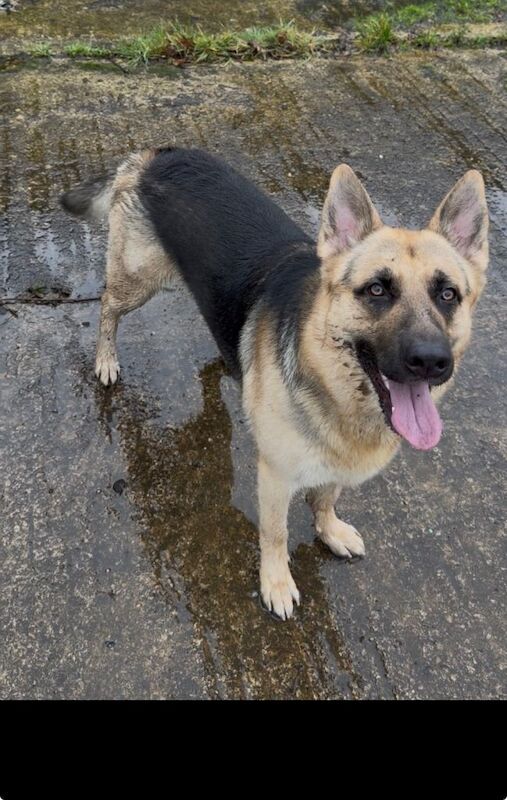 2 Year Old German Shepherd