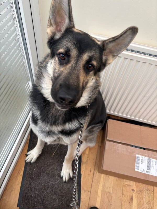 German Shepherd puppies for sale in Newton Mearns, Renfrewshire – 2 years old